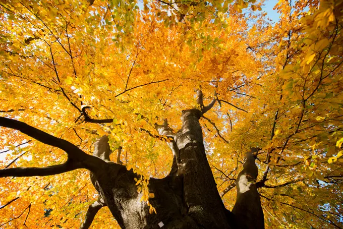 Beech tree in autumn, Austria, Vienna, 18. district, Tuerkenschanzpark