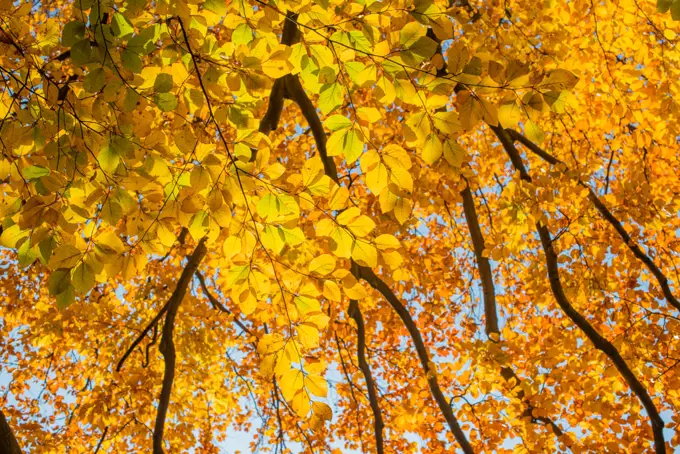 Beech tree in autumn, Austria, Vienna, 18. district, Tuerkenschanzpark