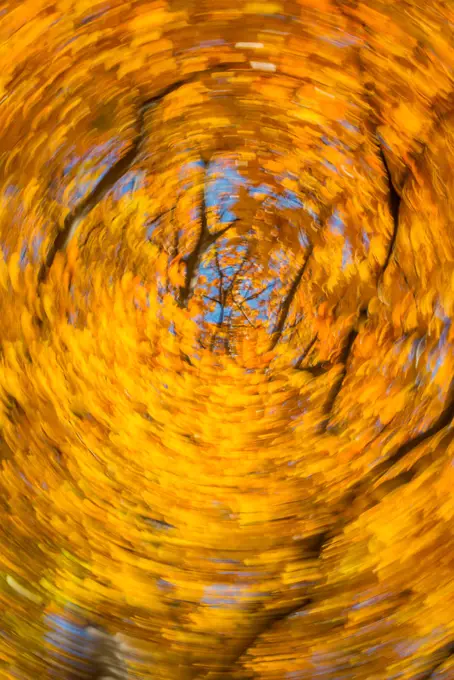 Beech tree in autumn, Austria, Vienna, 18. district, Tuerkenschanzpark