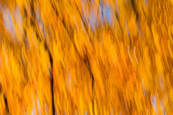 Beech tree in autumn, Austria, Vienna, 18. district, Tuerkenschanzpark