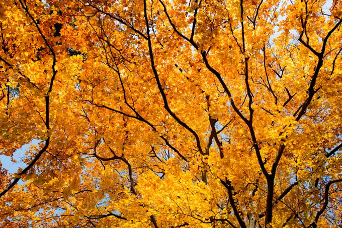 Beech tree in autumn, Austria, Vienna, 18. district, Tuerkenschanzpark