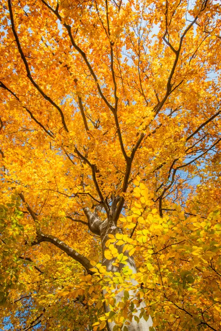 Beech tree in autumn, Austria, Vienna, 18. district, Tuerkenschanzpark