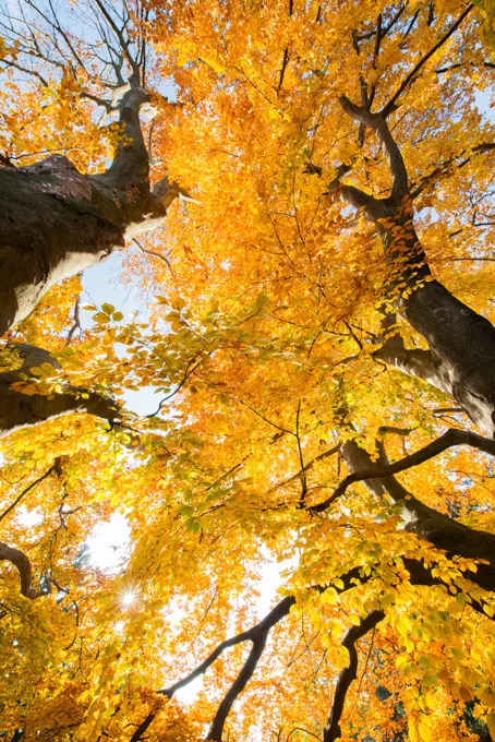 Beech tree in autumn, Austria, Vienna, 18. district, Tuerkenschanzpark