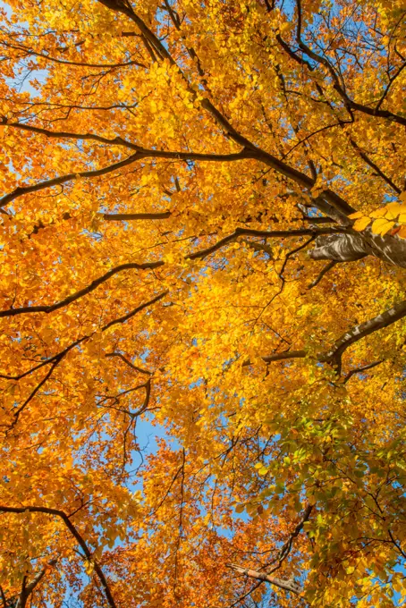 Beech tree in autumn, Austria, Vienna, 18. district, Tuerkenschanzpark