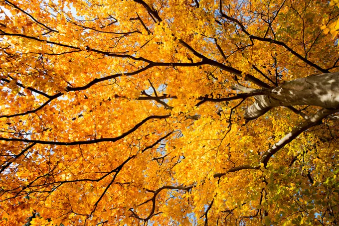 Beech tree in autumn, Austria, Vienna, 18. district, Tuerkenschanzpark