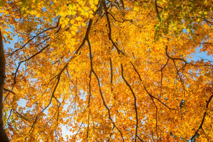 Beech tree in autumn, Austria, Vienna, 18. district, Tuerkenschanzpark