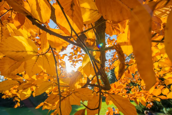 Beech tree in autumn, Austria, Vienna, 18. district, Tuerkenschanzpark