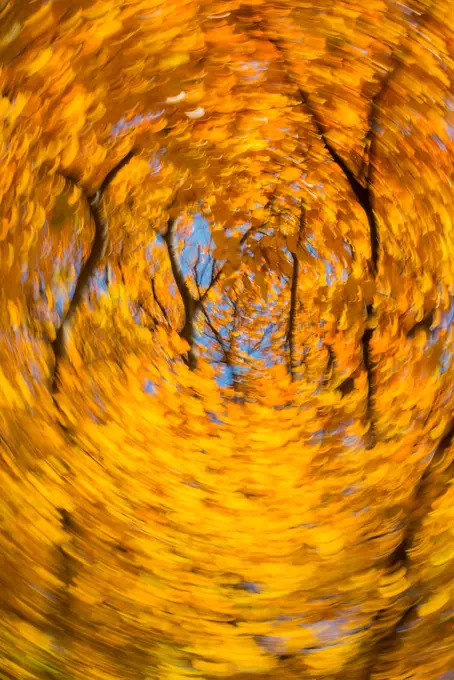 Beech tree in autumn, Austria, Vienna, 18. district, Tuerkenschanzpark