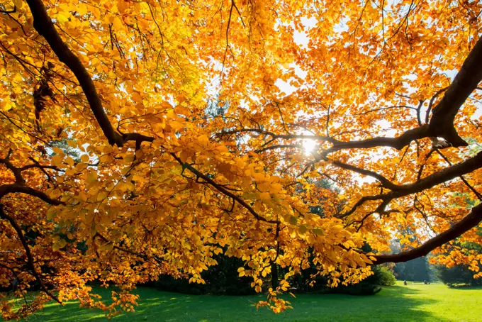 Beech tree in autumn, Austria, Vienna, 18. district, Tuerkenschanzpark