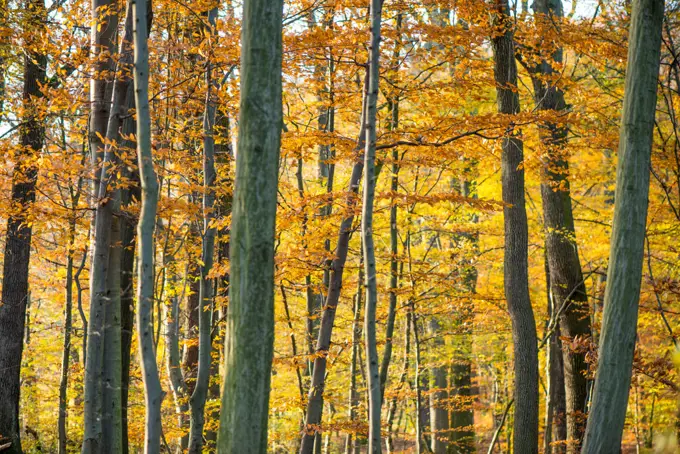 Wienerwald forest, Austria, Vienna, 19. district, Kahlenberg