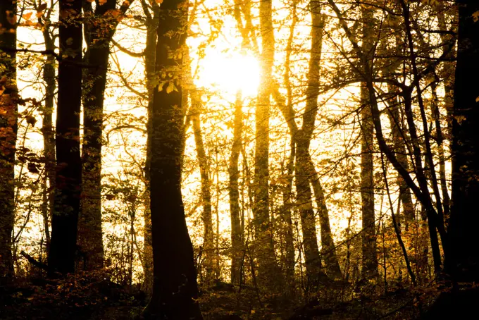 Wienerwald forest, Austria, Vienna, 19. district, Kahlenberg