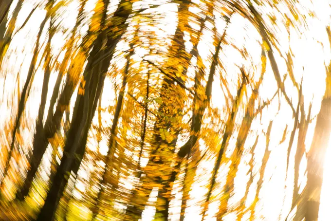 Wienerwald forest, Austria, Vienna, 19. district, Kahlenberg