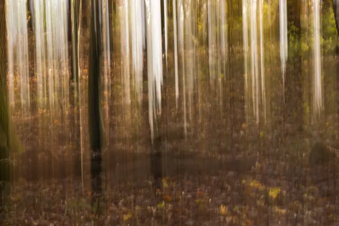 Wienerwald forest, Austria, Vienna, 19. district, Kahlenberg