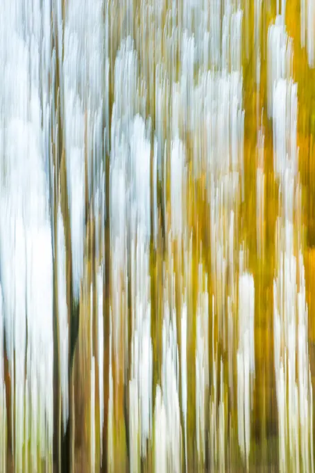 Wienerwald forest, Austria, Vienna, 19. district, Kahlenberg