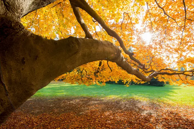 Beech tree in autumn, Austria, Vienna, 18. district, Tuerkenschanzpark