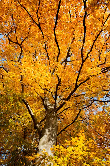 Beech tree in autumn, Austria, Vienna, 18. district, Tuerkenschanzpark