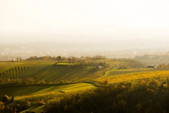 View to Vienna vineyards from mountain Leopoldsberg, Austria, Vienna, Danube City