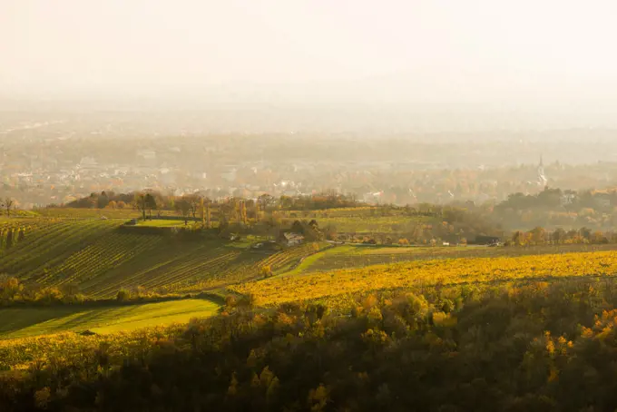 View to Vienna vineyards from mountain Leopoldsberg, Austria, Vienna, Danube City