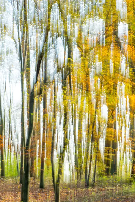 Wienerwald forest, Austria, Vienna, 19. district, Kahlenberg