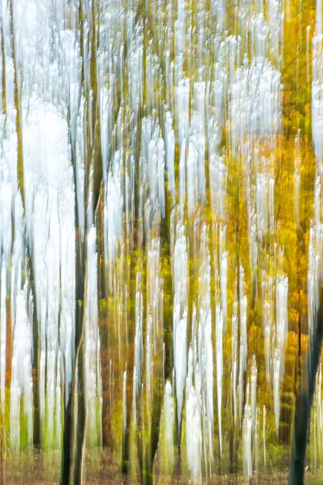 Wienerwald forest, Austria, Vienna, 19. district, Kahlenberg