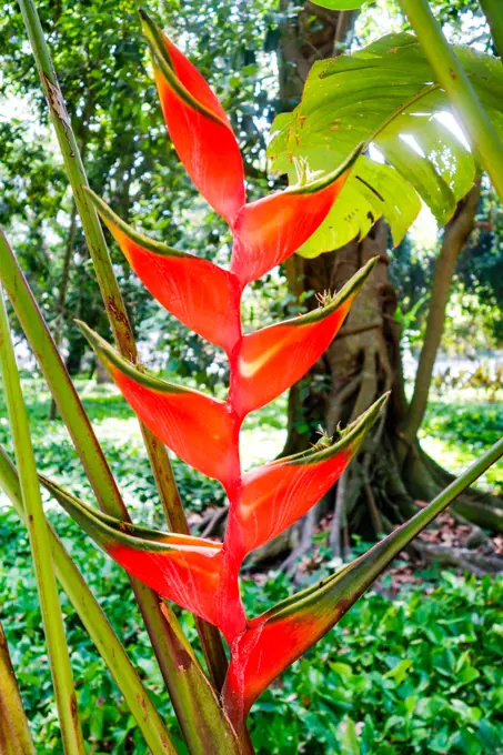 Rio de Janeiro, botanical garden, Jardim Botanico, Brazil