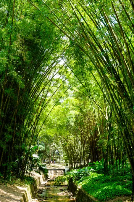 Rio de Janeiro, botanical garden, Jardim Botanico, bamboo, Brazil