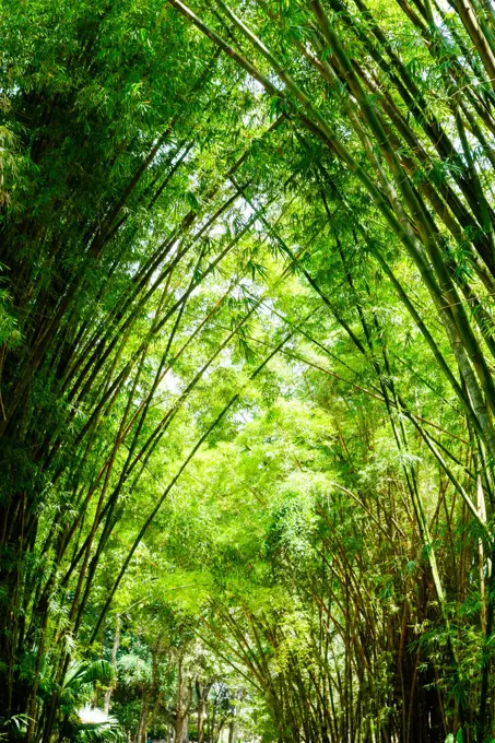 Rio de Janeiro, botanical garden, Jardim Botanico, bamboo, Brazil