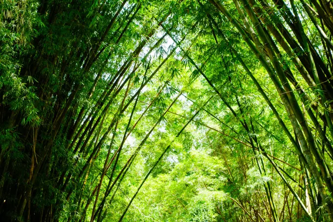 Rio de Janeiro, botanical garden, Jardim Botanico, bamboo, Brazil