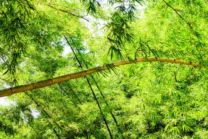 Rio de Janeiro, botanical garden, Jardim Botanico, bamboo, Brazil