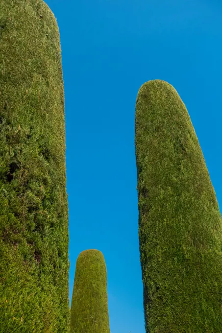 Thuja in garden, Sirmione on Lake Garda, Gardasee, Brescia, Lombardy, Italy, Sirmione