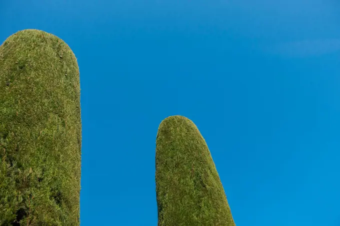 Thuja in garden, Sirmione on Lake Garda, Gardasee, Brescia, Lombardy, Italy, Sirmione