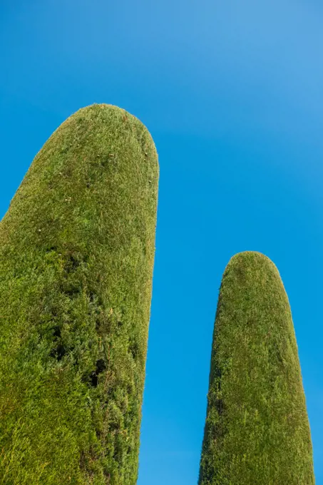 Thuja in garden, Sirmione on Lake Garda, Gardasee, Brescia, Lombardy, Italy, Sirmione