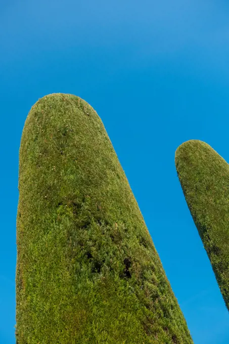 Thuja in garden, Sirmione on Lake Garda, Gardasee, Brescia, Lombardy, Italy, Sirmione