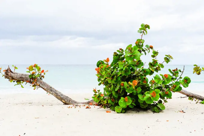 Cuba, Playa Guardalavaca, Holguin, Guardalavaca