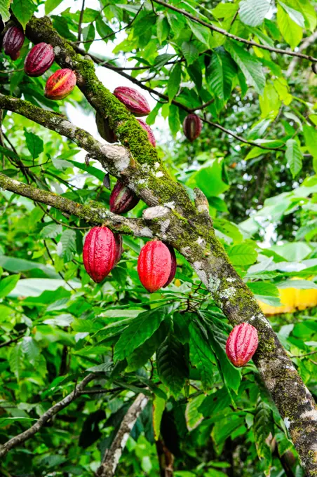 Cuba, Guantanamo, Baracoa, nature park Yunque