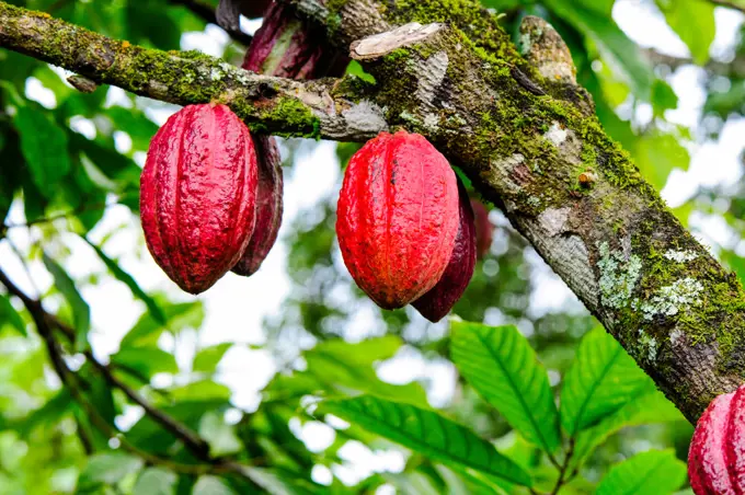 Cuba, Guantanamo, Baracoa, nature park Yunque