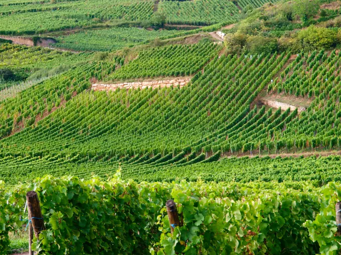 Winery area Alsace, France, Elsass