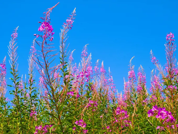 Strbske Pleso, fireweed, Slovak Republic, Hohe Tatra