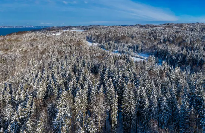 Winter landscape with snowy spruce trees