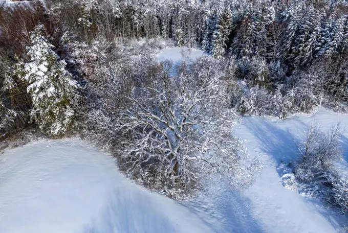 Winter landscape with snowy trees, Bavaria, Germany