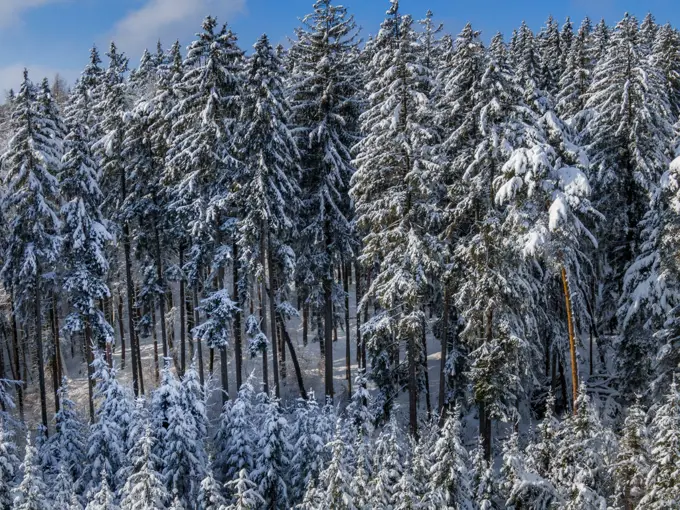 Winterlandschaft mit schneebedeckten Fichten, Tutzing, Oberbayern, Bayern, Deutschland, Europa