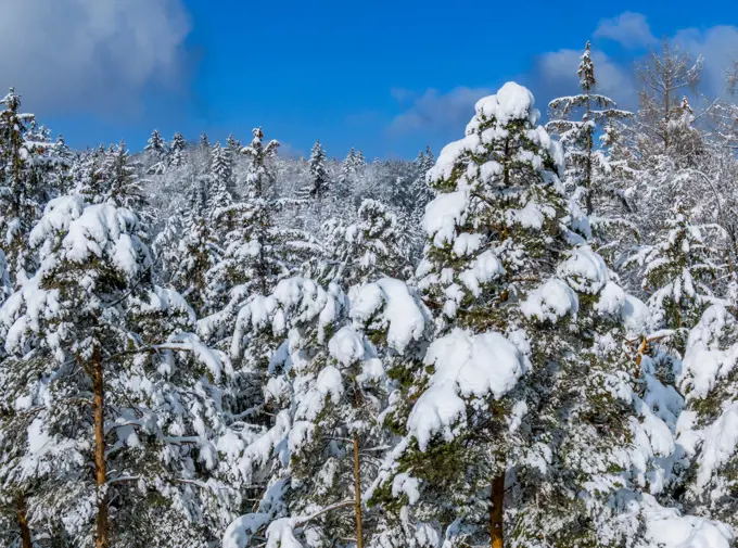 Winterlandschaft mit schneebedeckten Fichten, Tutzing, Oberbayern, Bayern, Deutschland, Europa