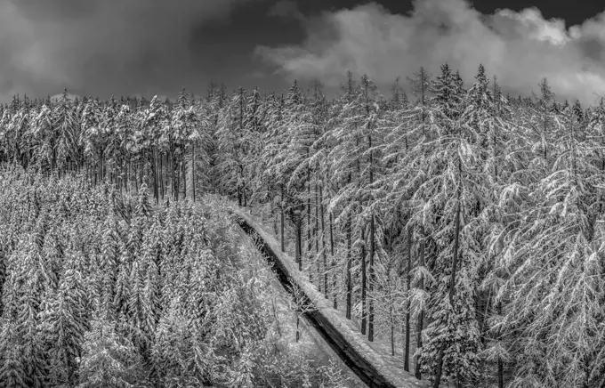 Winterlandschaft mit schneebedeckten Fichten, Tutzing, Oberbayern, Bayern, Deutschland, Europa