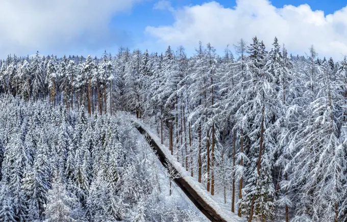 Winterlandschaft mit schneebedeckten Fichten, Tutzing, Oberbayern, Bayern, Deutschland, Europa