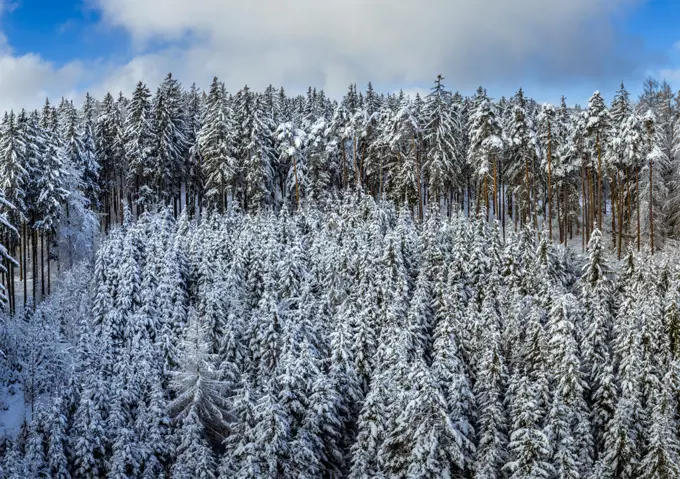 Winterlandschaft mit schneebedeckten Fichten, Tutzing, Oberbayern, Bayern, Deutschland, Europa