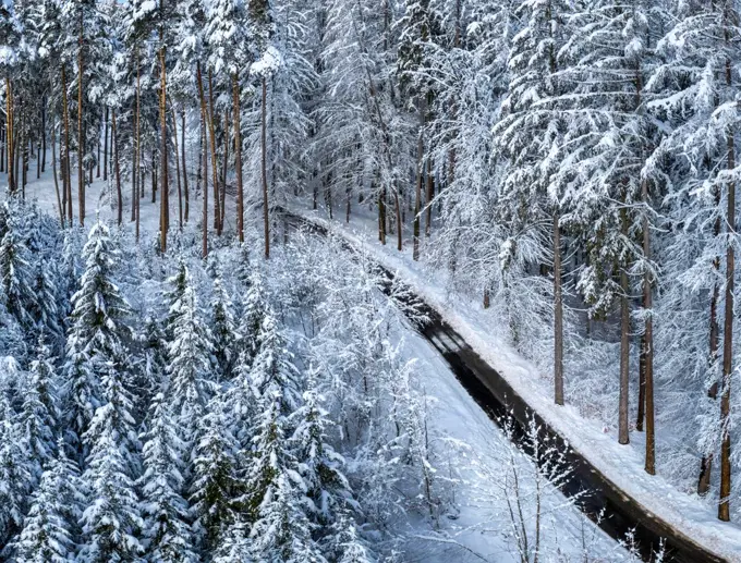 Winterlandschaft mit schneebedeckten Fichten, Tutzing, Oberbayern, Bayern, Deutschland, Europa