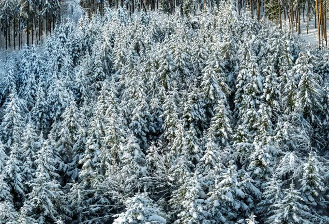 Winterlandschaft mit schneebedeckten Fichten, Tutzing, Oberbayern, Bayern, Deutschland, Europa