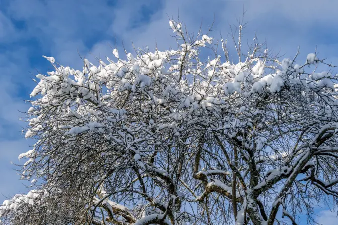 Snow-covered tree in winter