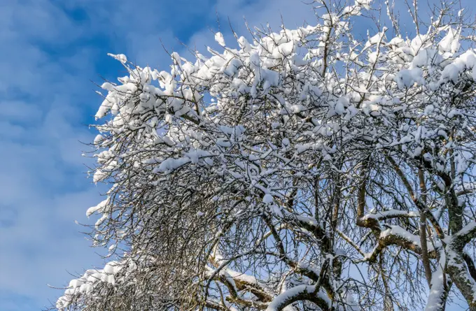 Snow-covered tree in winter