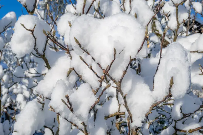 Fresh snow in the garden